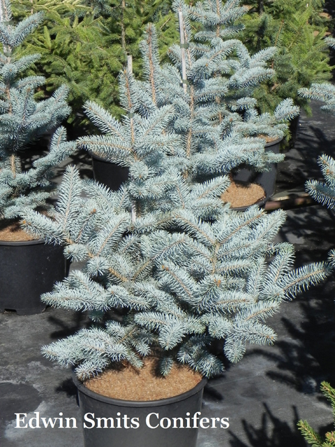 Picea pungens 'Bizon Blue'